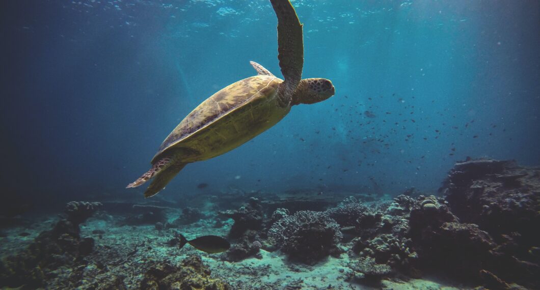 sea-turtle