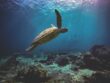 sea-turtle