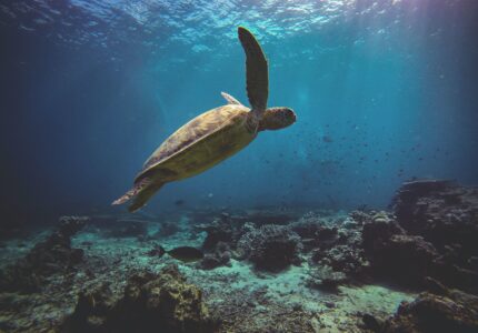 sea-turtle