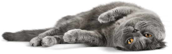 Cat laying on its back