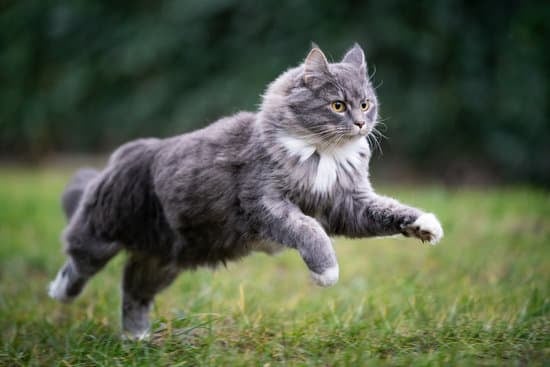 Cat Running