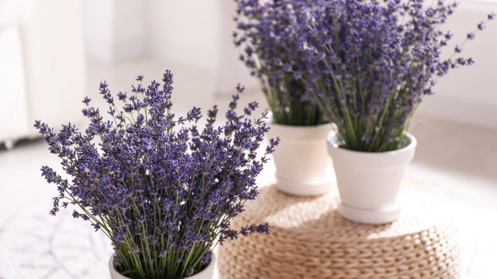 three potted indoor lavender plants