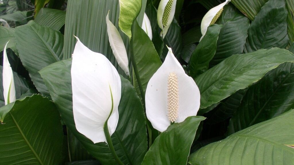peace lily plant