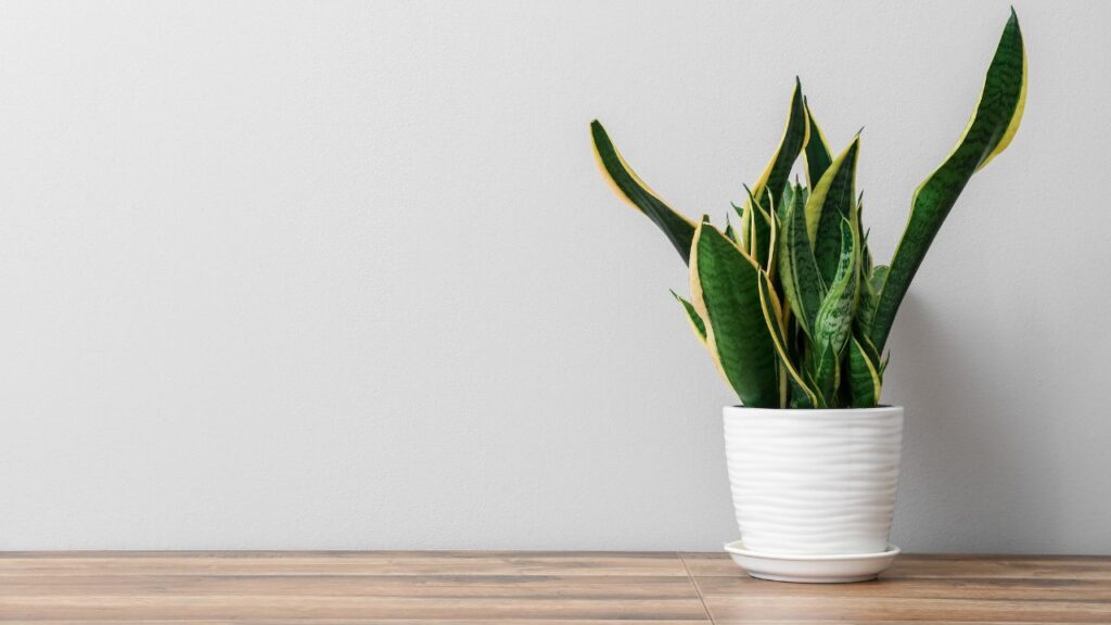 potted snake plant