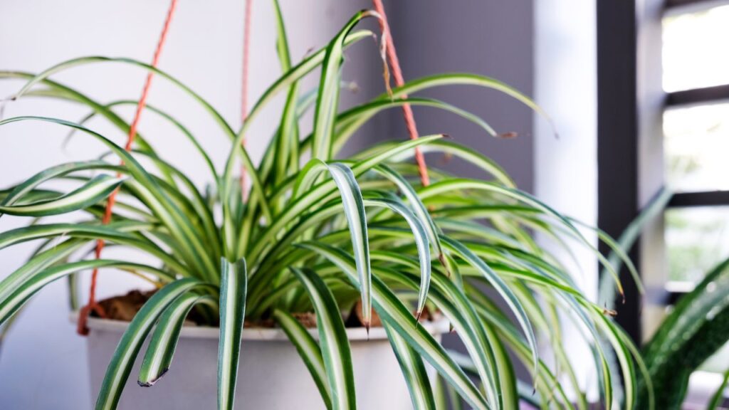 hanging spider plant