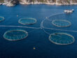 Farm-Raised-Salmon-1