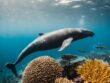 North Atlantic Right Whale, An endangered sea animal mentioned in the article. Used Adobe Firefly