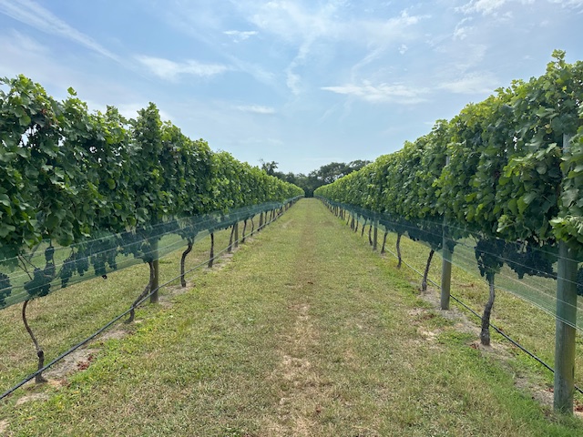Visiting Willow Creek Winery's rows of grape plants is a Cape May travel guide classic. 