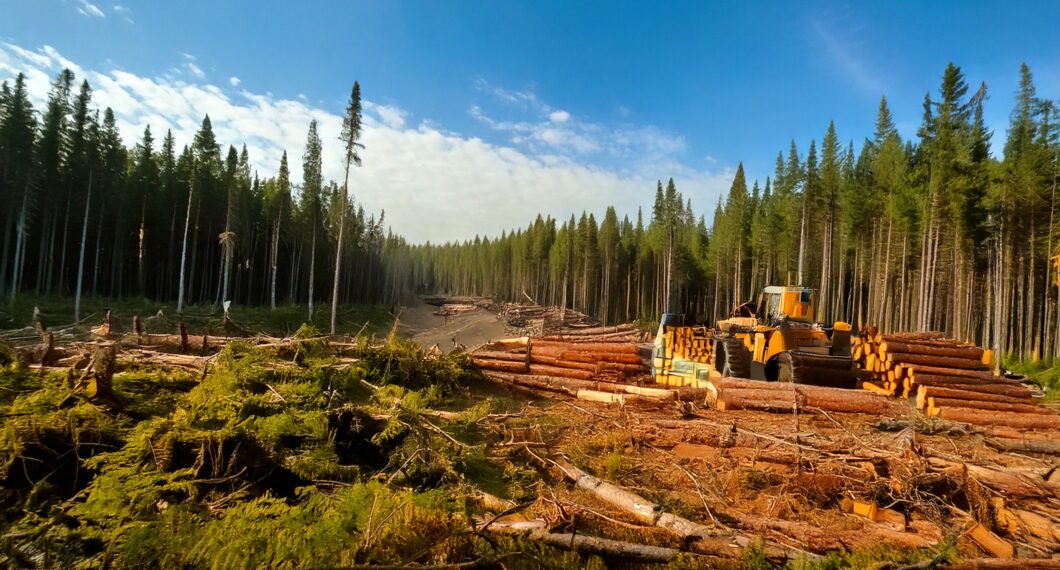 Firefly the boreal forest of Canada clearcutting 14023