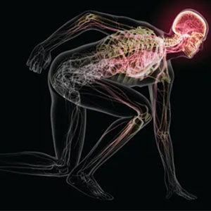 The human figure in a sprint start position, showing skeletal structure, muscles, and nervous system, with the brain highlighted in red to emphasize neural activity.