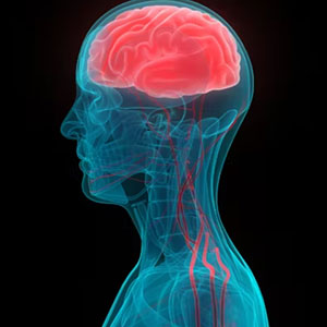 The human head and upper body showing internal anatomy with the brain highlighted in red