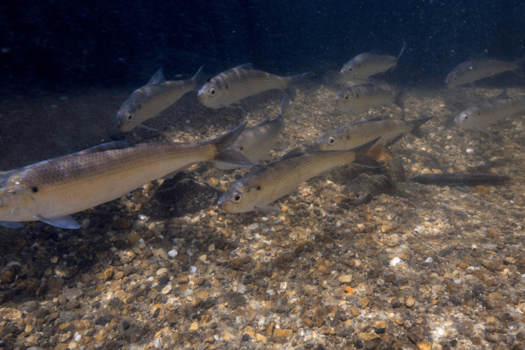 what fish are in the great lakes: alewife school