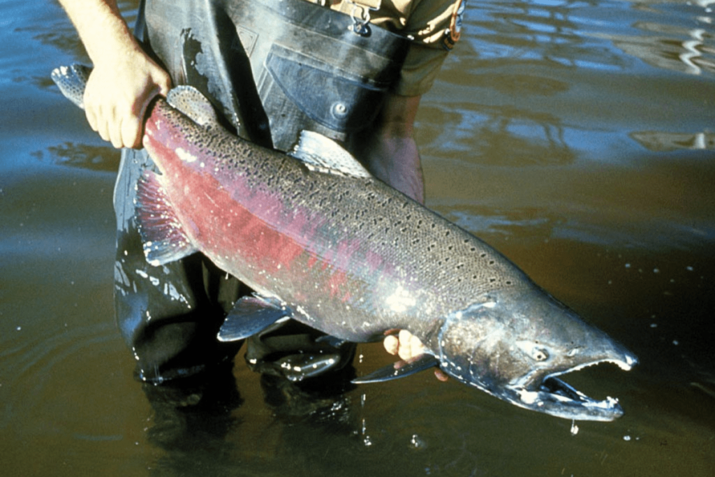 what fish are in the great lakes: chinook salmon