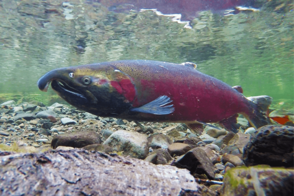 what fish are in the great lakes: coho salmon