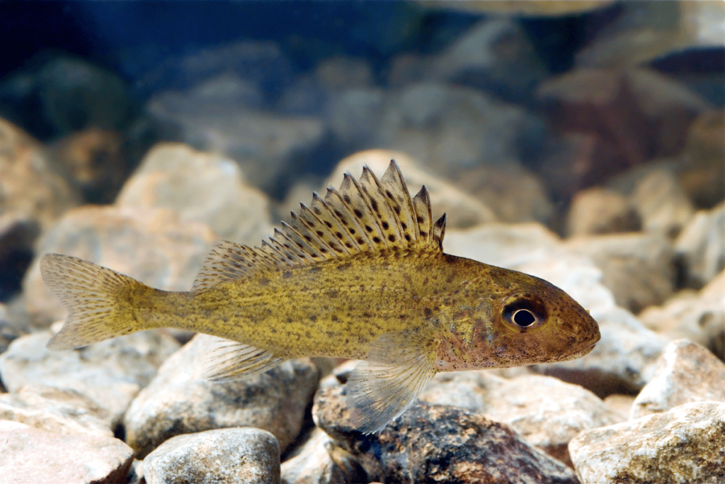 what fish are in the great lakes: eurasian ruffe