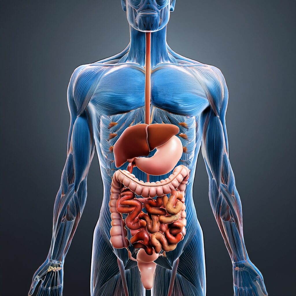 diagram of the human digestive system