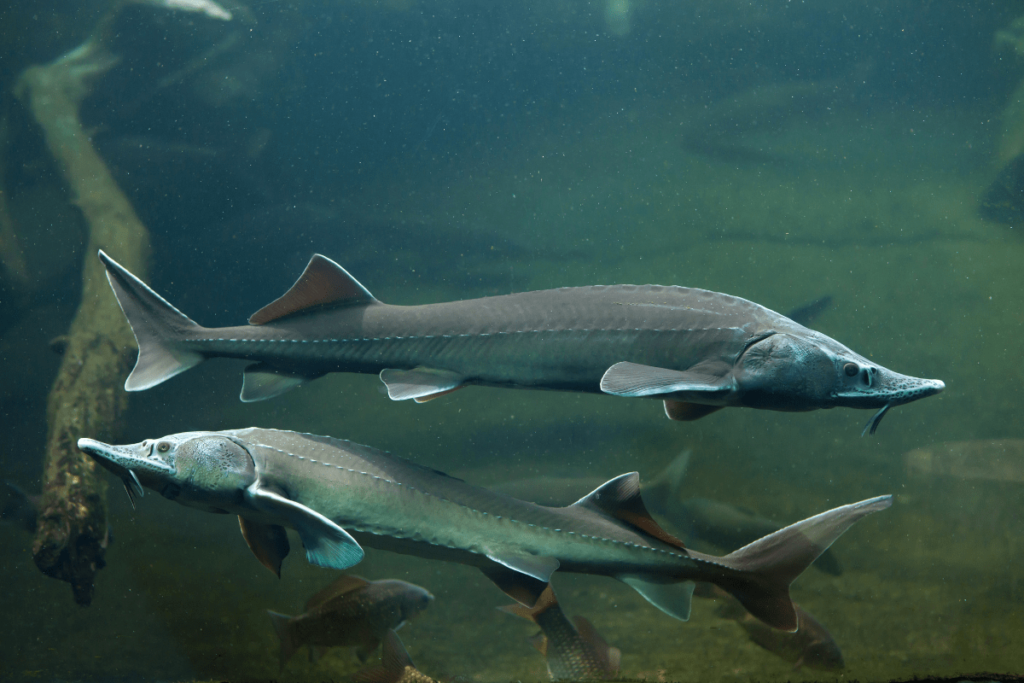 what fish are in the great lakes: lake sturgeon