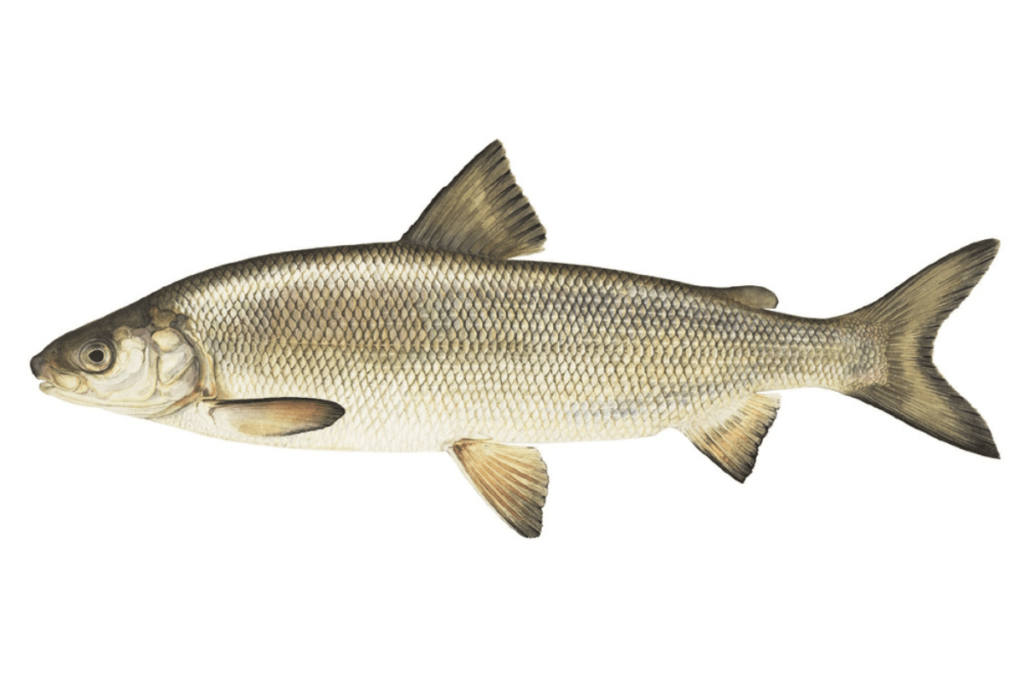 what fish are in the great lakes: lake whitefish