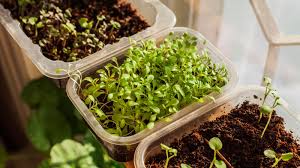 Microgreens