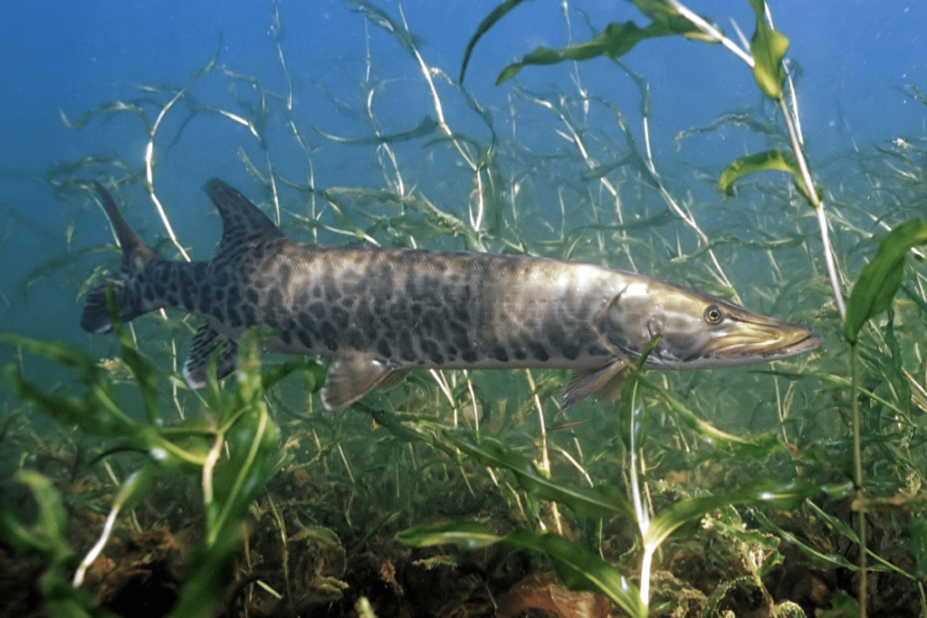 what fish are in the great lakes: muskellunge