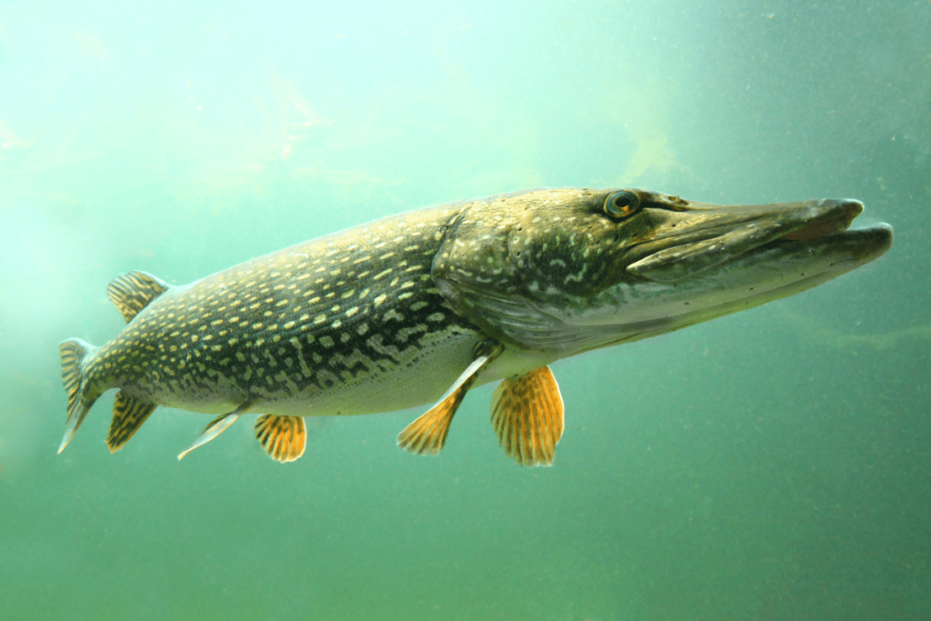 what fish are in the great lakes: northern pike