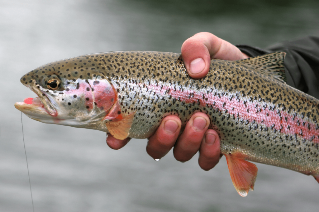 what fish are in the great lakes: rainbow trout