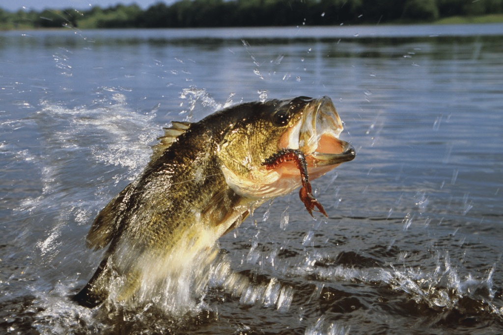 what fish are in the great lakes: smallmouth bass