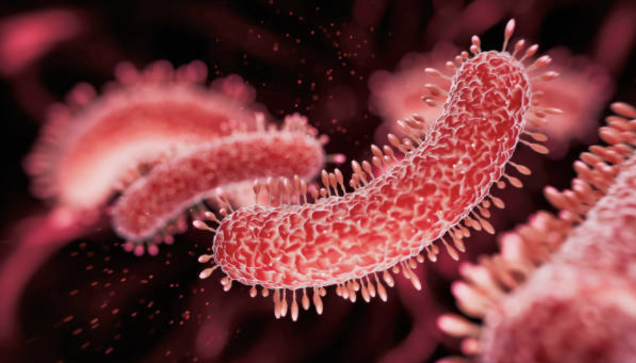 tuberculosis-bacterium