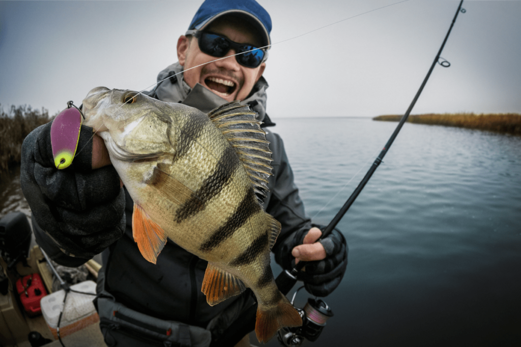 what fish are in the great lakes: yellow perch