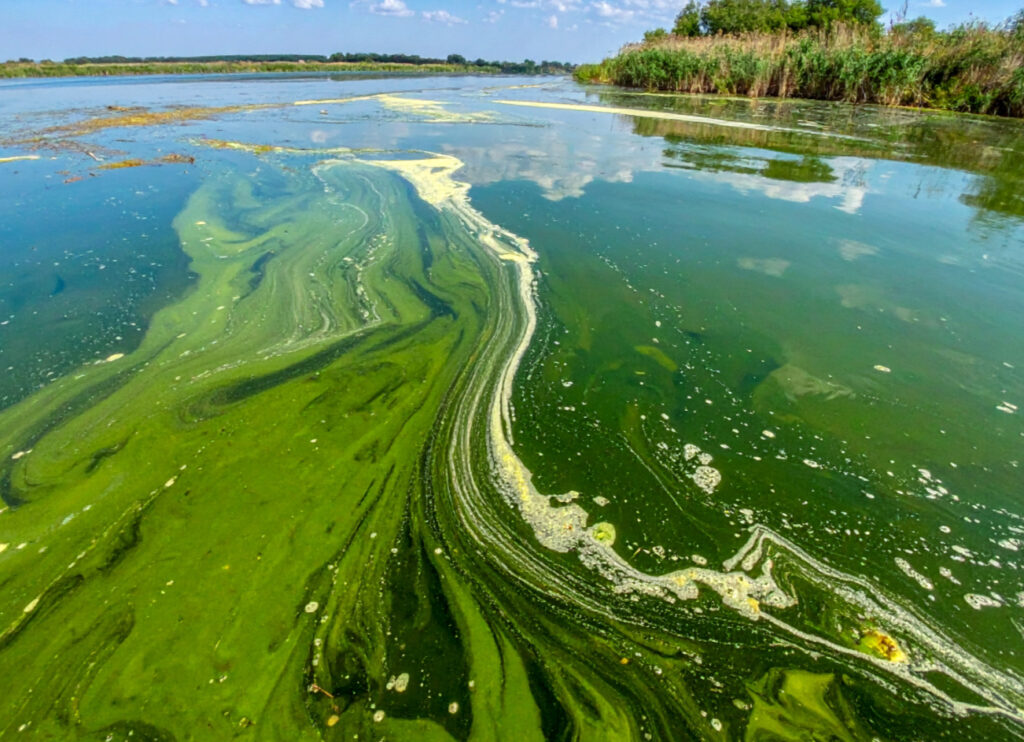 Algae dirty water