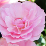 Ella Planter